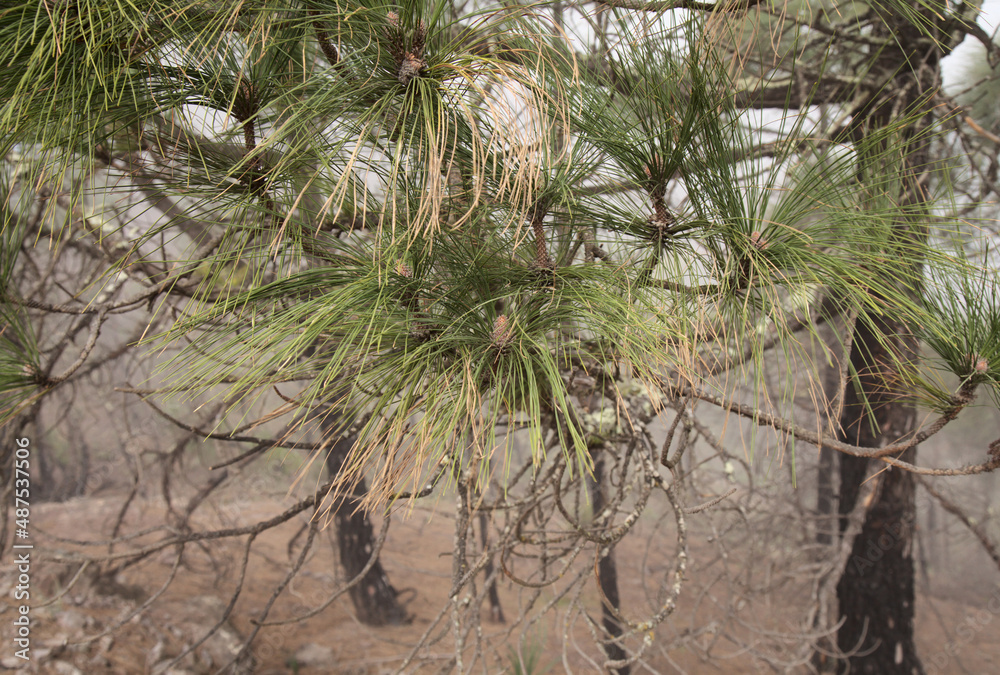 Flora of Gran Canaria - Pinus canariensis, fire-resistant Canary pine,
able to recuperate after wildfire, natural background Flora of Gran Canaria - Pinus canariensis, fire-resistant Canary pine,
able to recuperate after wildfire, natural background
