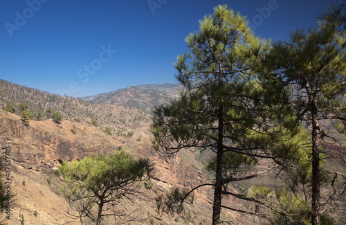 Gran Canaria  landscape of the mountainous part of the island in the Nature Park Tamadaba   hiking route to Faneque  the tallest over-the-sea cliff of Europe 