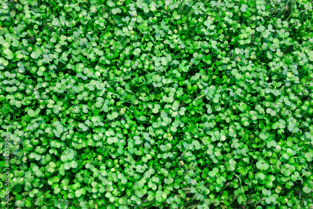 Microgreen eco nutrition. Micro green from mustard Microgreen eco nutrition. Micro green from mustard