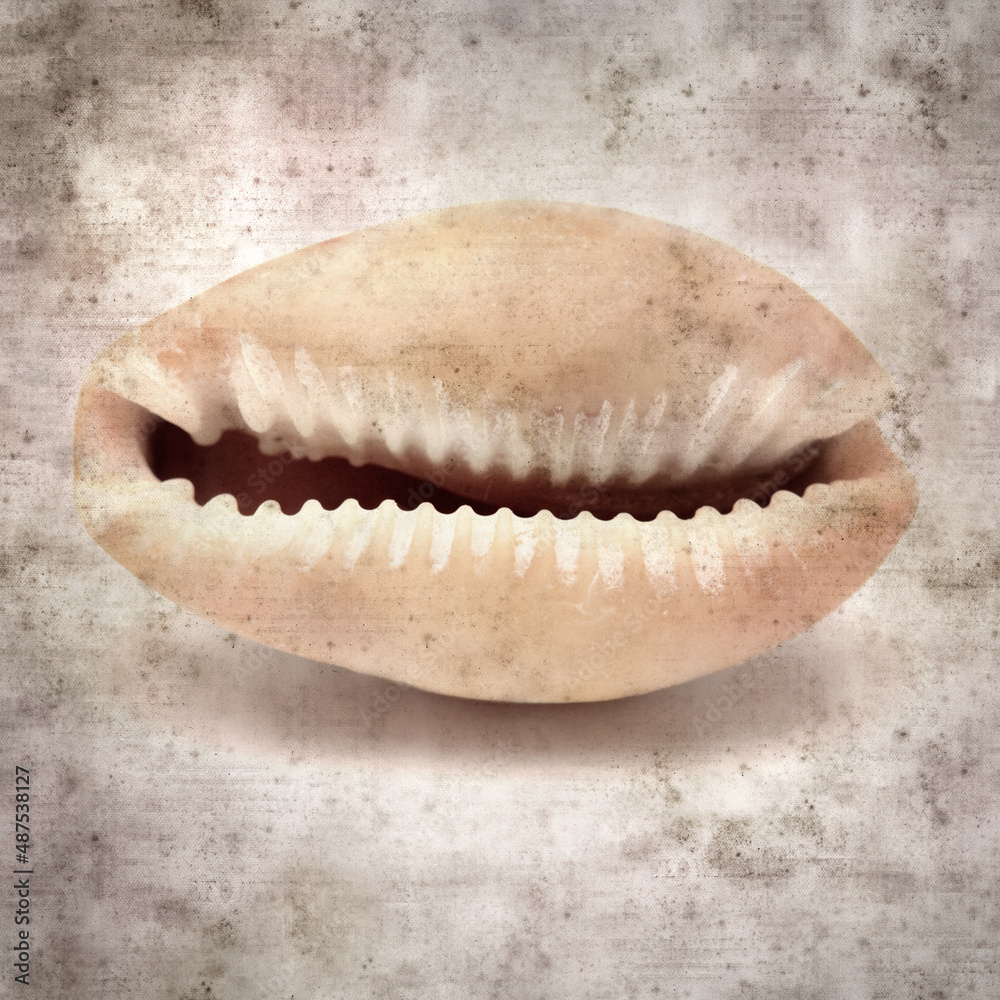 stylish textured old paper background with small Cowrie shell stylish textured old paper background with small Cowrie shell