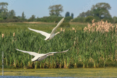 Vászonkép Cygnes tuberculés en vol au-dessus des roseaux