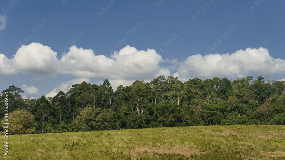 Landscape of forest, trees, midow, and clouds in bluesky. Environment and ecology concept.