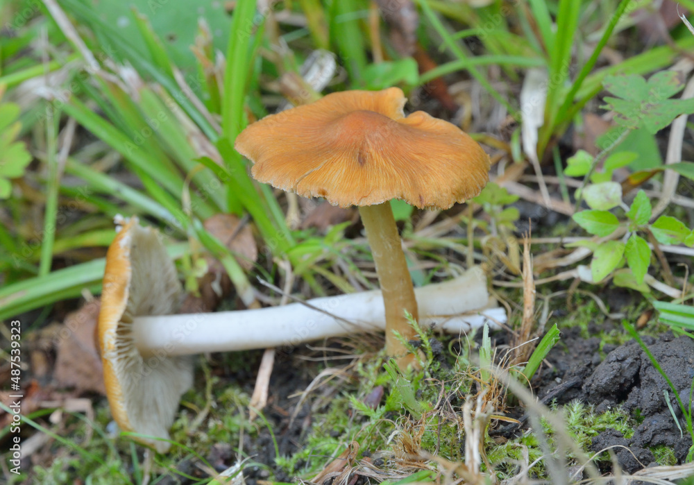 Inedible mushroom (Hygrocybe conica) Inedible mushroom (Hygrocybe conica)