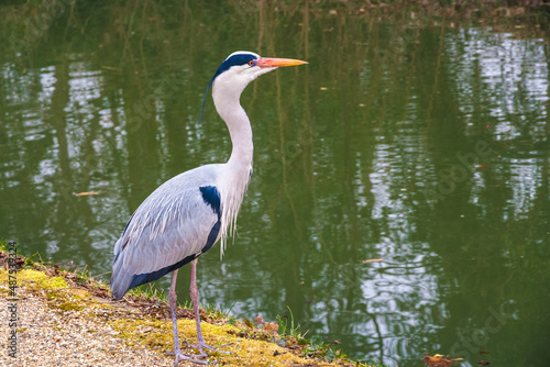Bilde på lerret Great close-up view of a grey heron (Ardea cinerea), a long-legged wading bird of the heron family, Ardeidae, seen in the garden of the famous Schwetzingen Palace in Germany