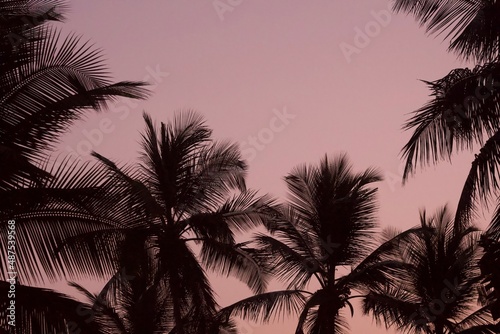 Silhouette of several palm tree crowns in front of the pink evening sky