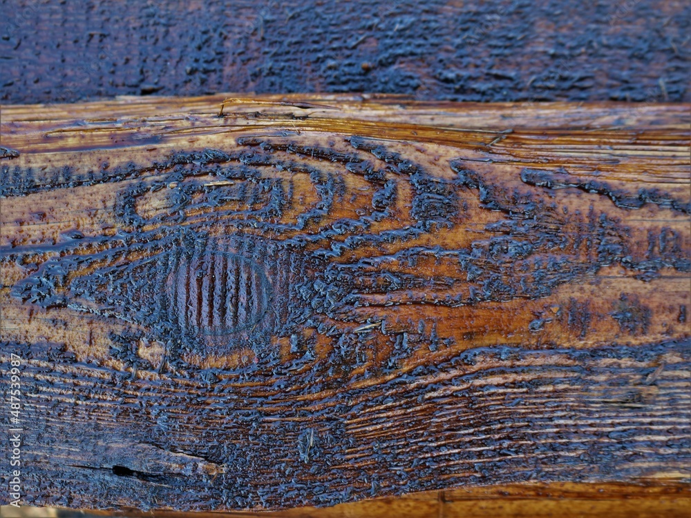 Naklejka premium close-up of the texture of burnt wood in a section covered with a layer of varnish, an updated surface of the texture cut of wood covered with varnish