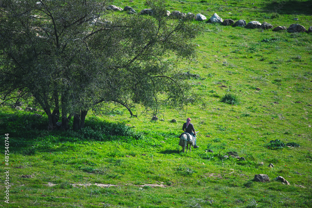 A Bedouin man riding a donkey down the hill by an olive tree and red flowers and green grass.