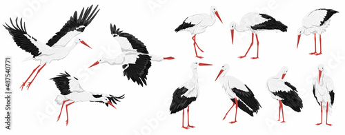 Photo White stork set