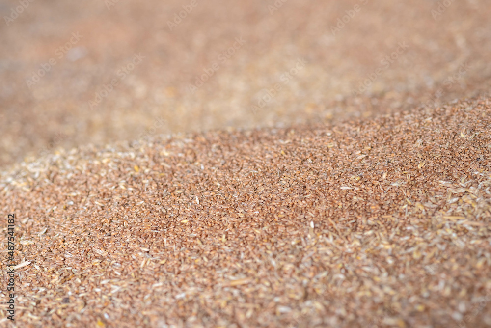 wheat grains in storage wheat grains in storage