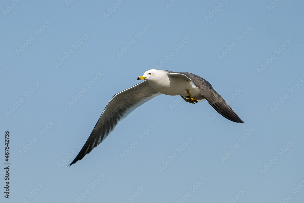 seagull seagull