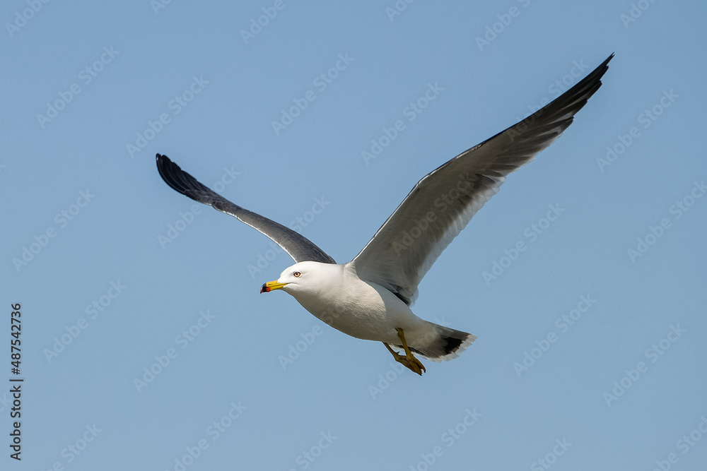 seagull seagull