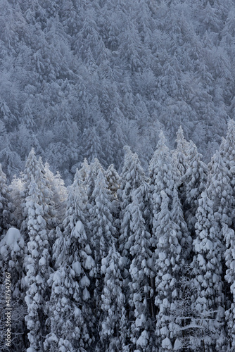 霧氷の木々 雪に覆われた山