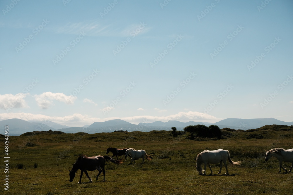 Horses grazing on a green field with mountains in the background Horses grazing on a green field with mountains in the background