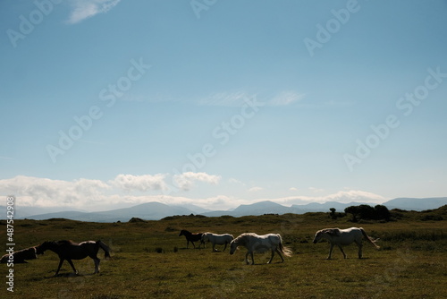 Horses grazing on a green field with mountains in the background