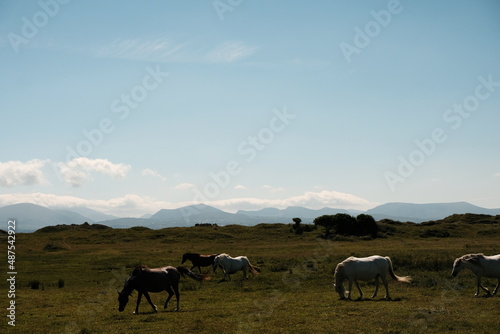 Horses grazing on a green field with mountains in the background