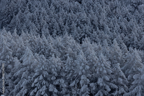 霧氷の木々　雪に覆われた山