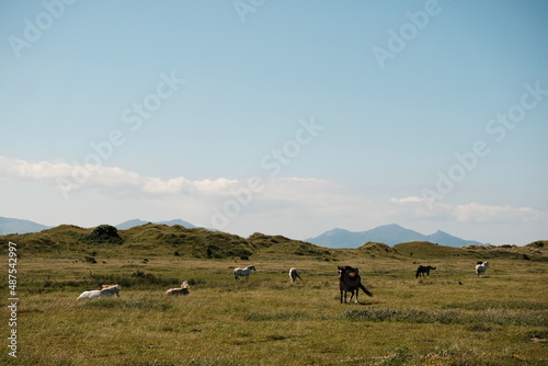 Horses grazing on a green field with mountains in the background