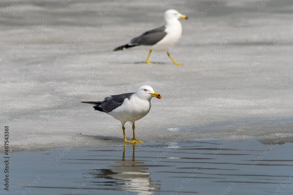 seagull seagull