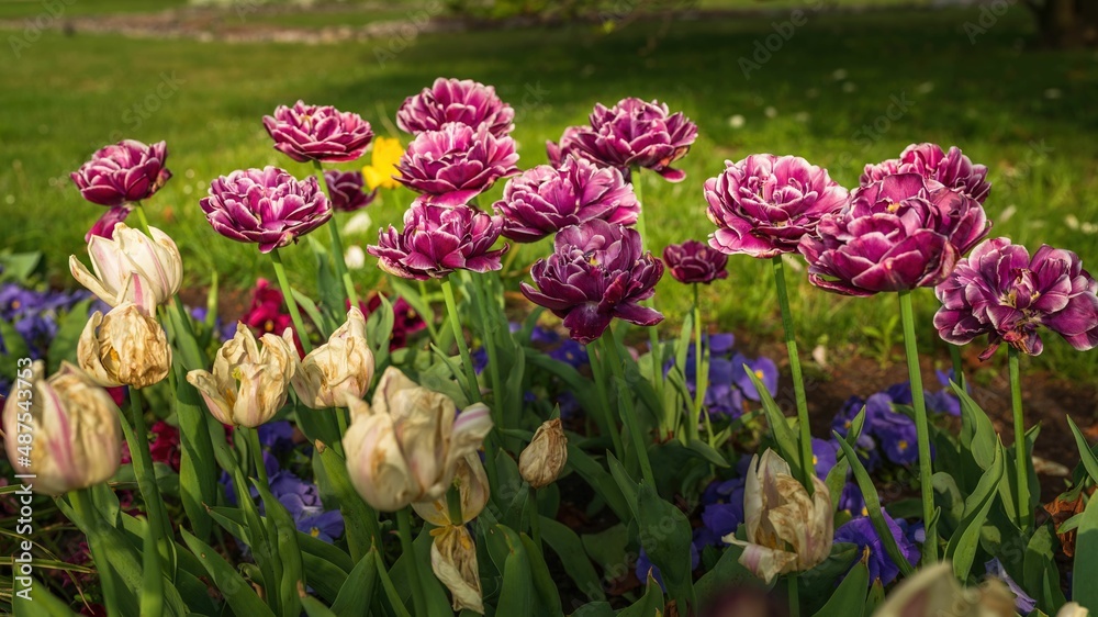 Wiosenne kwiaty tulipany w porannym słońcu - obrazy, fototapety, plakaty 