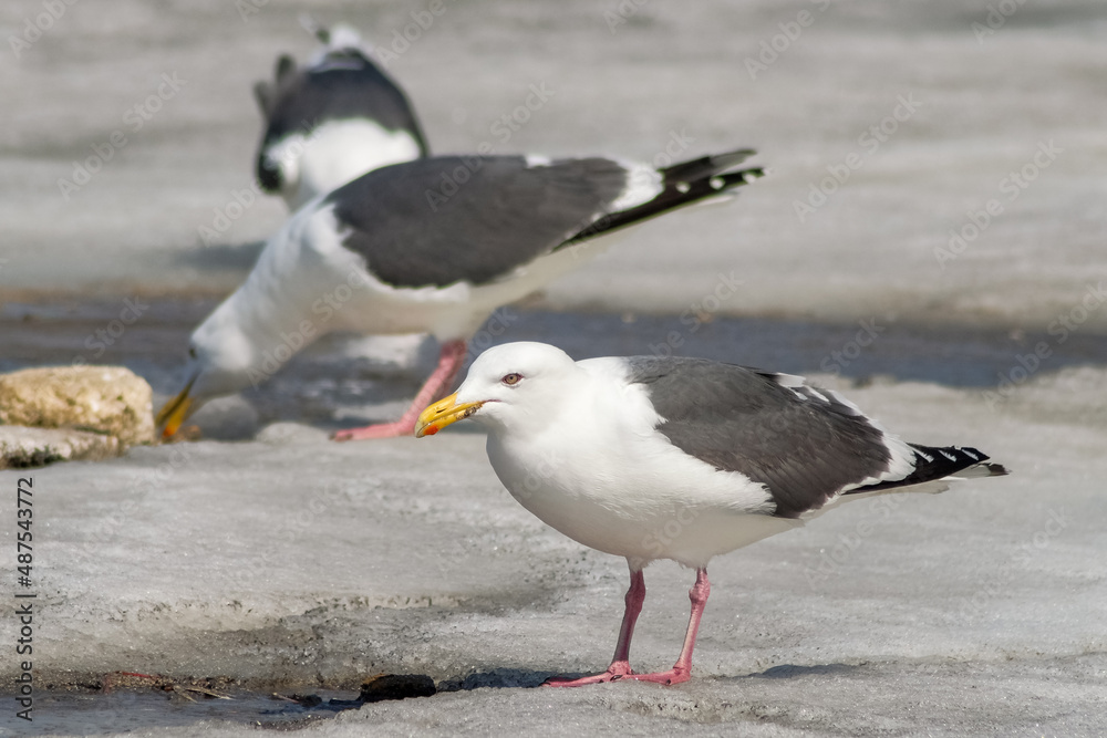 Fototapeta premium seagull