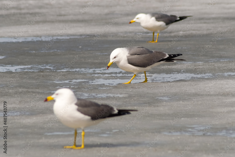 seagull seagull