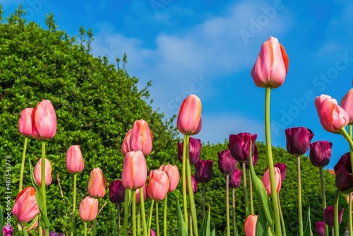 Wiosenne kwiaty tulipany w porannym słońcu