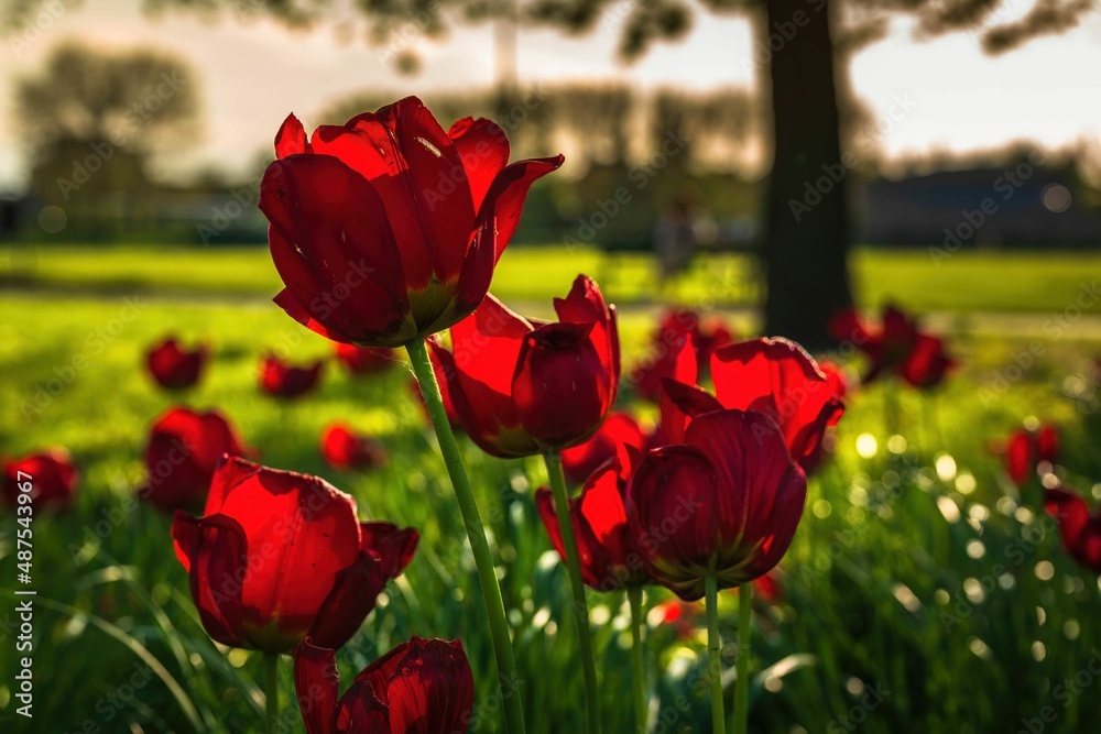 Fototapeta premium Wiosenne kwiaty tulipany w porannym słońcu