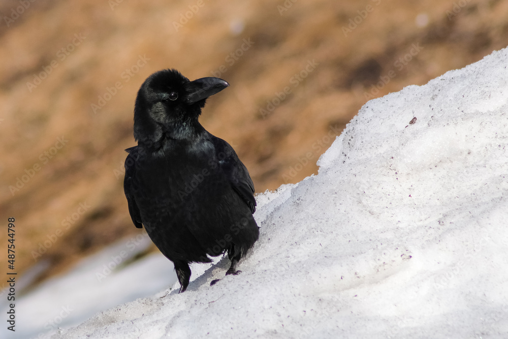 Fototapeta premium crow