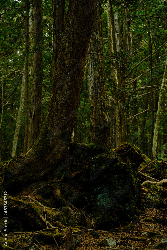 Obraz premium 富士の樹海の苔