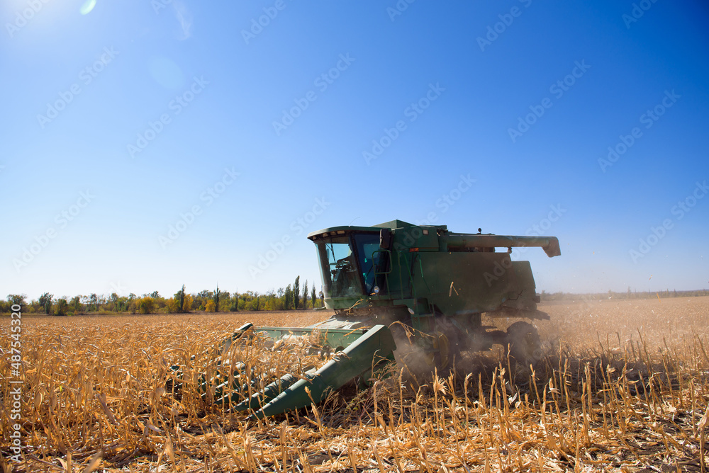 Fototapeta premium Harvesting corn field in autumn.Harvest working on corn field.