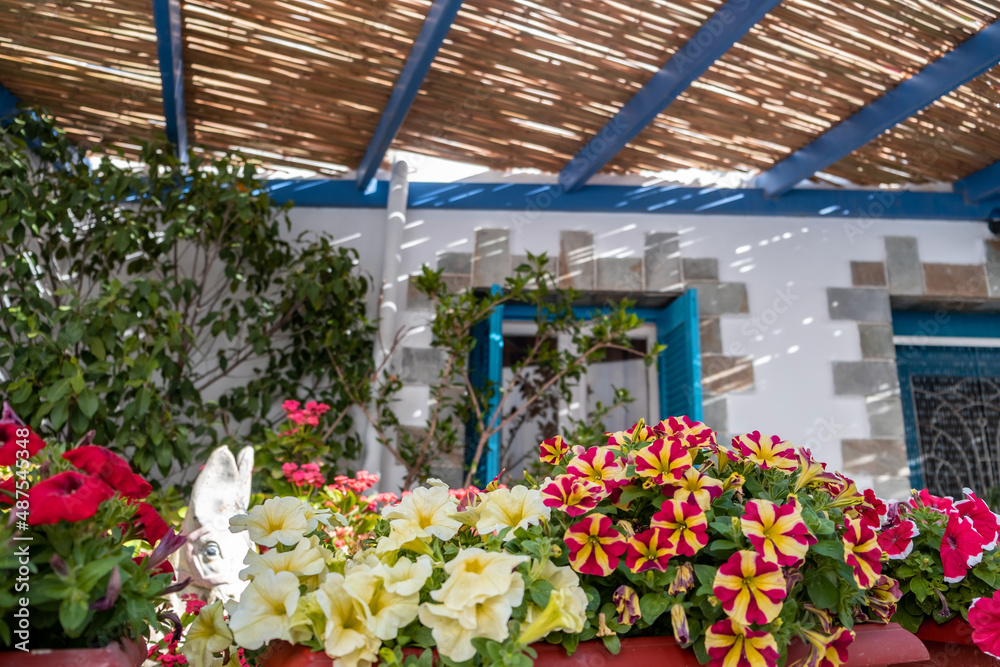 Greece. Pano Koufonisi island, Cyclades. Flower pot, colorful blossom under wooden pergola