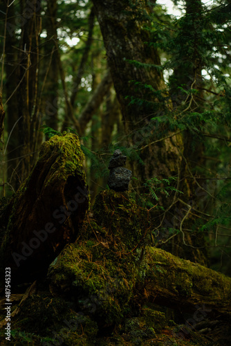 Fototapeta Naklejka Na Ścianę i Meble -  富士の樹海の苔