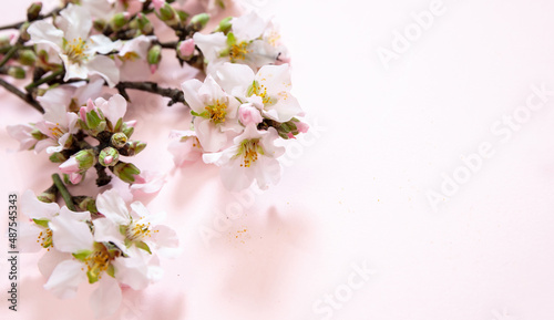 Spring pink blossom background. Bloom almond tree nature, orchard flower. Easter season