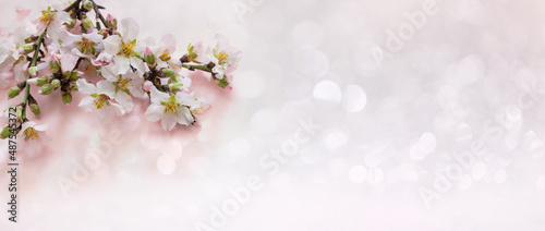 Spring pink blossom background. Almond tree bloom and bokeh light nature flat lay,