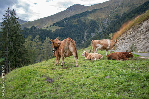Beautiful swiss cows. Alpine meadows. farm.