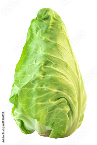 fresh green pointed cabbage isolated on white background