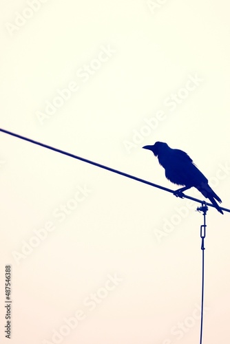 blue bird on a wire