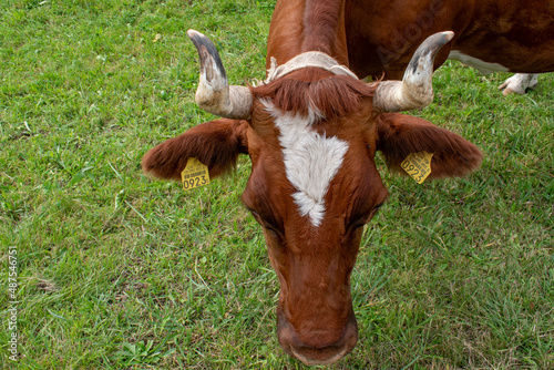 Beautiful swiss cows. Alpine meadows. farm.