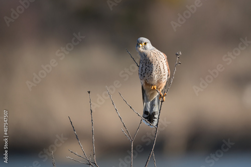 Kestrel tries to spot and catch prey