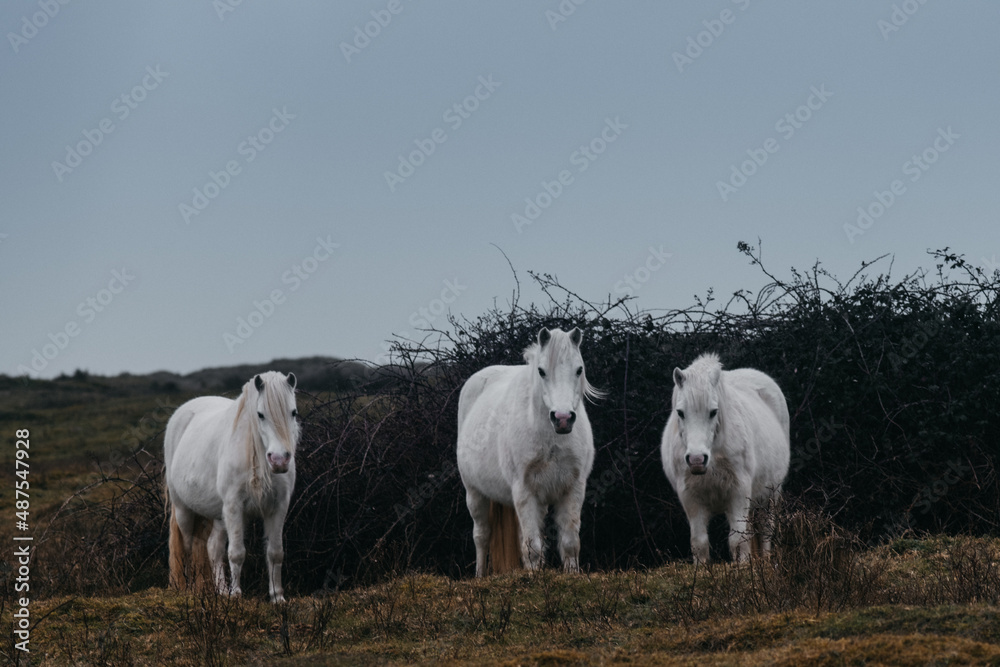 Three white horses looking towards camera On a field dark sky Three white horses looking towards camera On a field dark sky