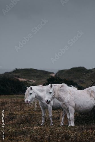 Fototapeta Naklejka Na Ścianę i Meble -  Two white horses standing next to each other with hills in the background