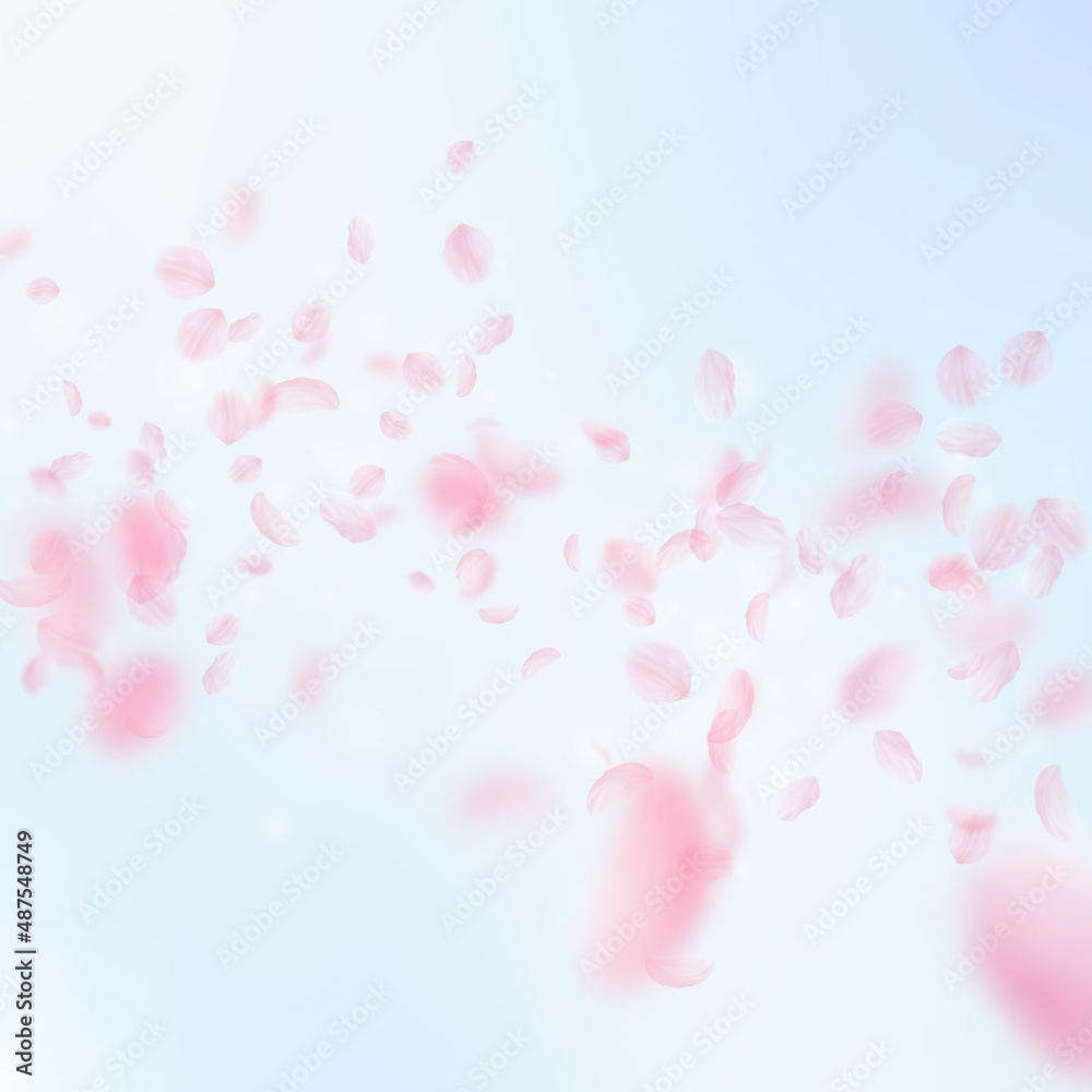 Sakura petals falling down. Romantic pink flowers falling rain. Flying petals on blue sky square background. Love, romance concept. Fetching wedding invitation.