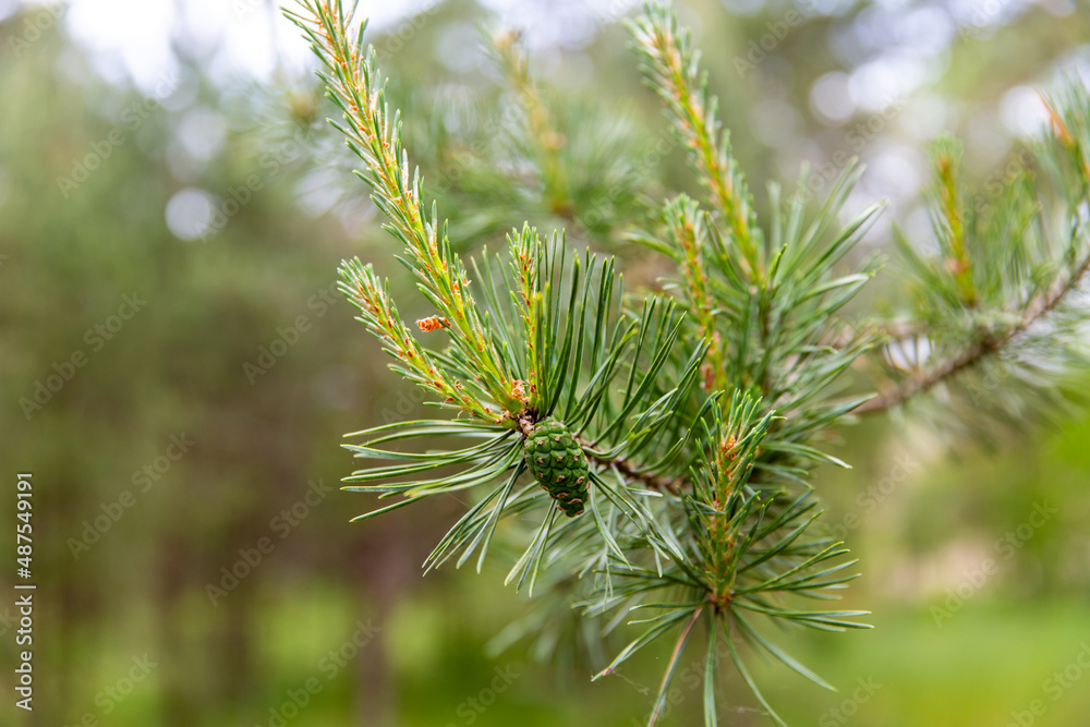 nature, landscape and wildlife concept - close up of pine branch in summer forest or park nature, landscape and wildlife concept - close up of pine branch in summer forest or park
