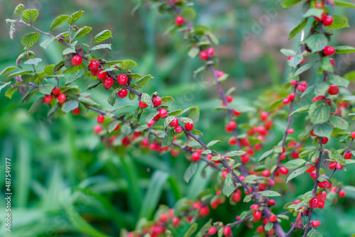 red berry