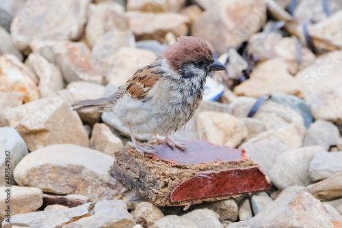 sparrow on a rock