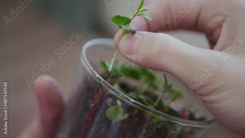 The process of pulling a plant with its root out of the ground for transplanting from a glass pot in slow motion.