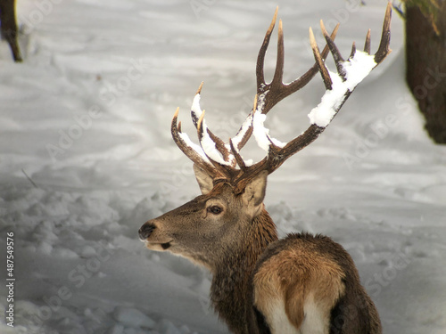 Red deer head and antler portrait isolated on white.