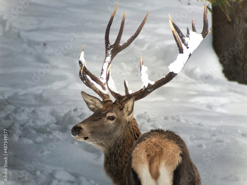 Red deer head and antler portrait isolated on white.