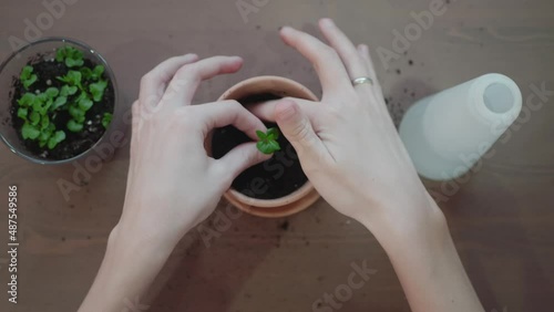 planting a small pomegranate sprout in a pot. tamping the soil with your hands. transplanting indoor plants.