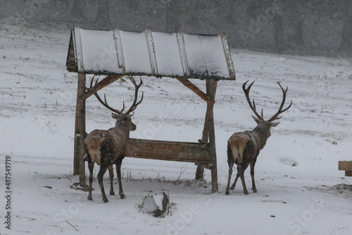 Majestic a herd of red deers (cervus elaphus) eats from a deer feeder. Beautiful winter country frozen morning.